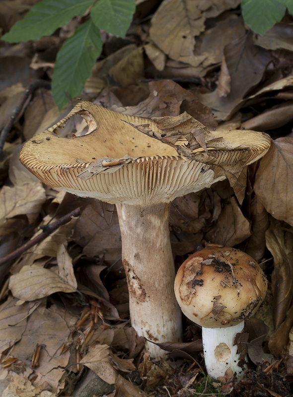 Russula laurocerasi